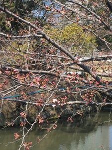 IMG_0285